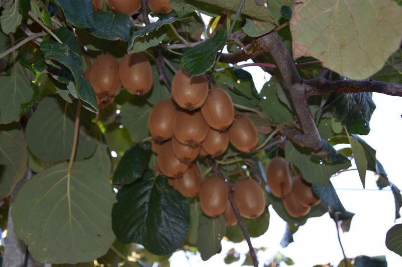 Balıkesir'de bankacılığı bırakıp bu işe başladı! Türkiye'nin dört bir yanına gönderiyor - Resim: 2