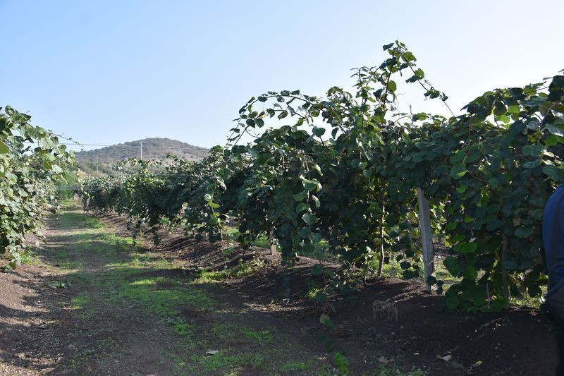 Balıkesir'de bankacılığı bırakıp bu işe başladı! Türkiye'nin dört bir yanına gönderiyor - Resim: 4