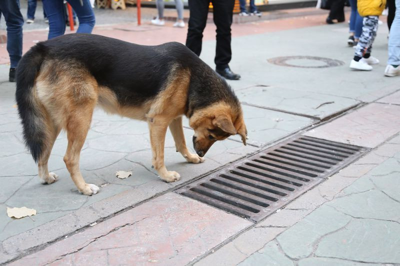 Kocaeli'de her gün mazgalı izleyen köpeğin sırrı ortaya çıktı! - Resim: 3