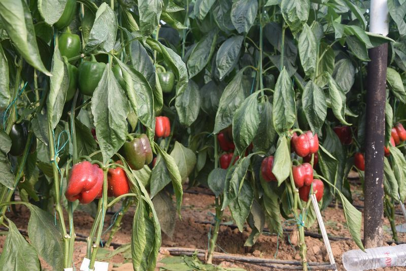 Antalya'da üretiliyor yüzde 98'i yurt dışına gidiyor! Baba mesleğini yapıyorlar - Resim: 4