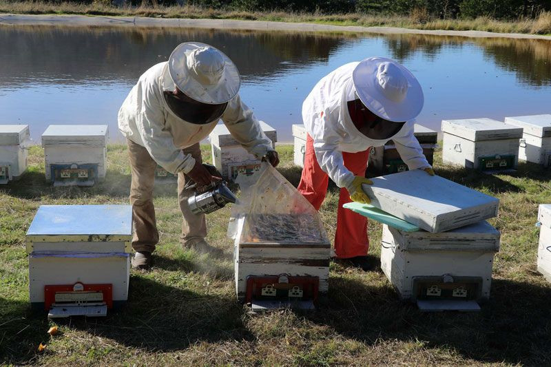 Kadın girişimci Kaz Dağları'na yerleşti işini kurdu yabancı ülkeler sipariş kuyruğunda - Resim: 3