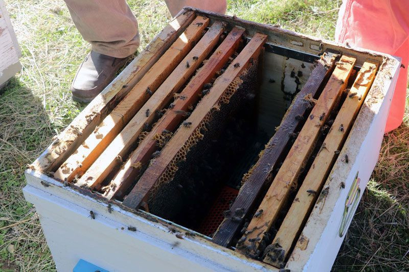 Kadın girişimci Kaz Dağları'na yerleşti işini kurdu yabancı ülkeler sipariş kuyruğunda - Resim: 4