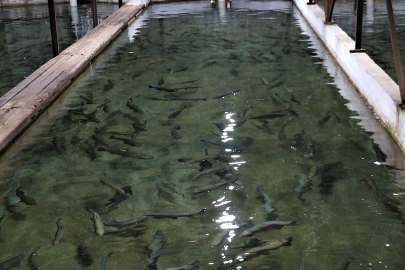 Amatör olarak başladığı işte paraya para demiyor! Sivas'tan Avrupa'ya satıyor - Resim: 4