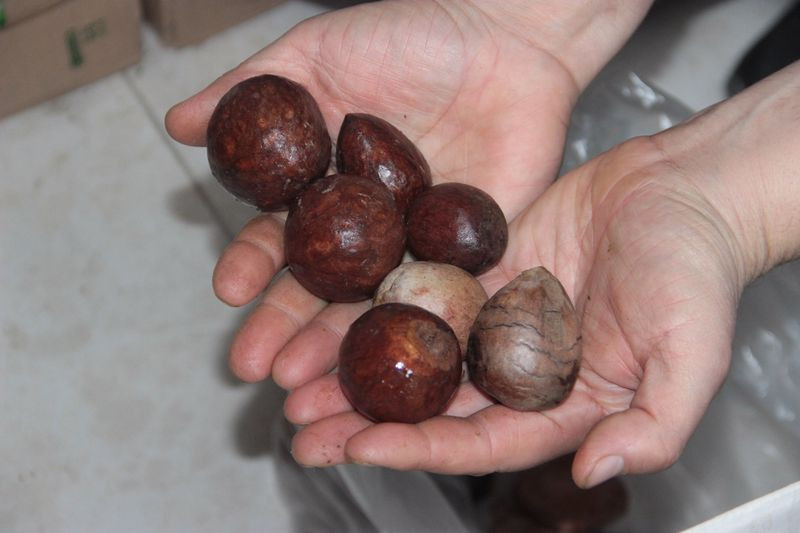 Antalya'da manav fırsatı değerlendirdi! Çekirdeği getiren istediğini götürdü - Resim: 3