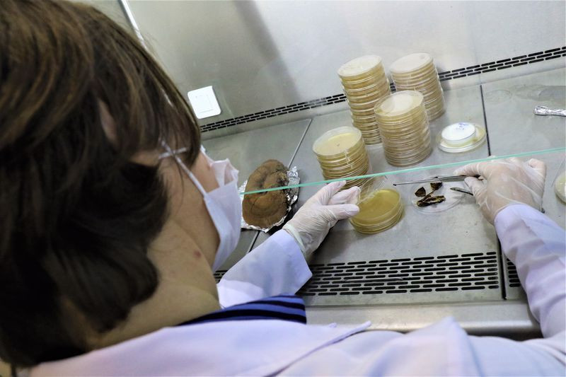 Çay kahve olarak içiliyor! Düzce'de özel ekip üretti fiyatı dudak uçuklattı - Resim: 1