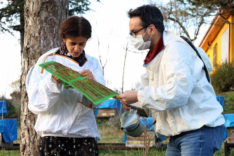 Çöpe atılıyordu! Düzce'de şimdi fiyatı dudak uçuklatıyor virüse iyi geliyor - Resim: 4