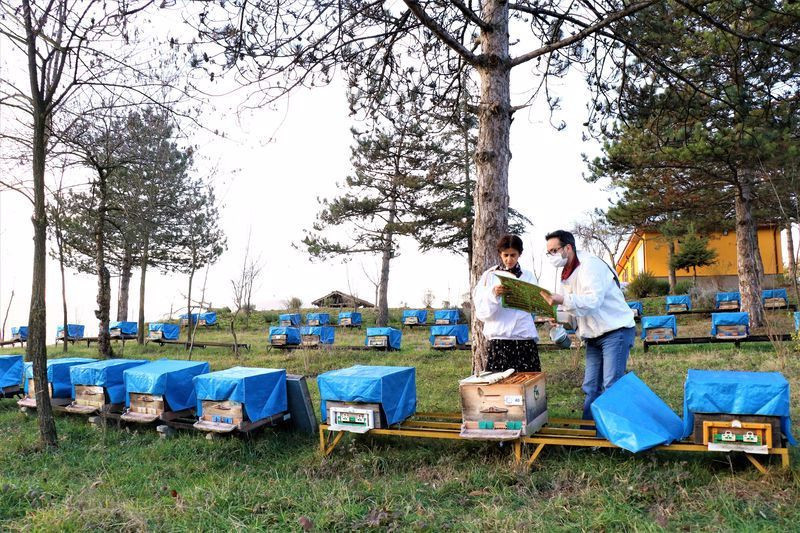 Çöpe atılıyordu! Düzce'de şimdi fiyatı dudak uçuklatıyor virüse iyi geliyor - Resim: 2