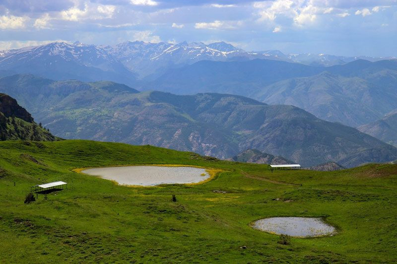 Gümüşhane'de yaylada bulundu Anadolu'da çok kısıtlı yerde var - Resim: 4