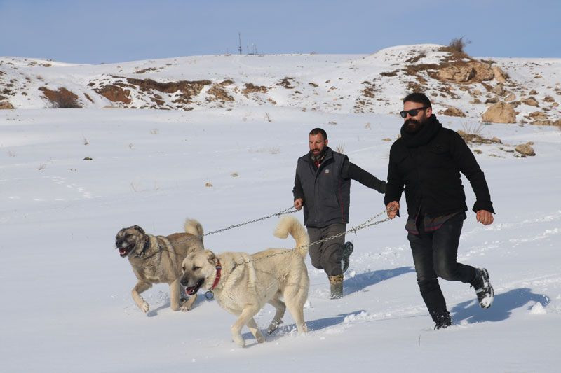 Kangallar kurtlara nasıl yem oldu? Uzman Kangal yetiştirici 'büyük hata' dedi nedenini açıkladı - Resim: 1