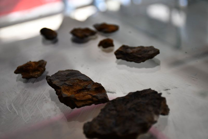 Şırnak dağlarında midye fosili bulundu - Resim: 2