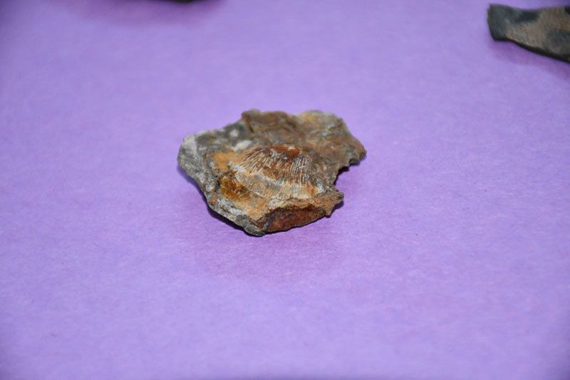 Şırnak dağlarında midye fosili bulundu - Resim: 3