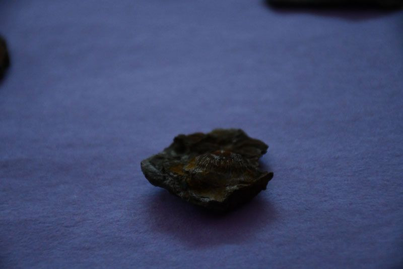 Şırnak dağlarında midye fosili bulundu - Resim: 4