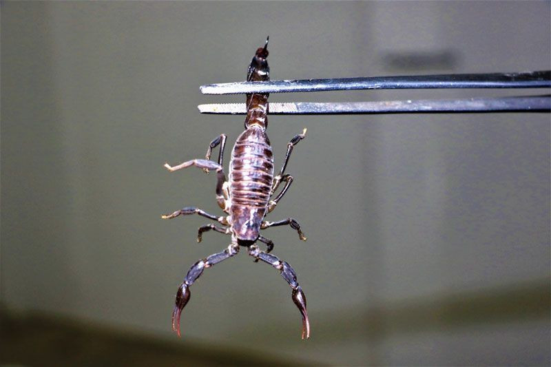 Urfa'da akrep çiftliği kurdu zehirinin litresini 10 milyon dolardan satıyor - Resim: 2