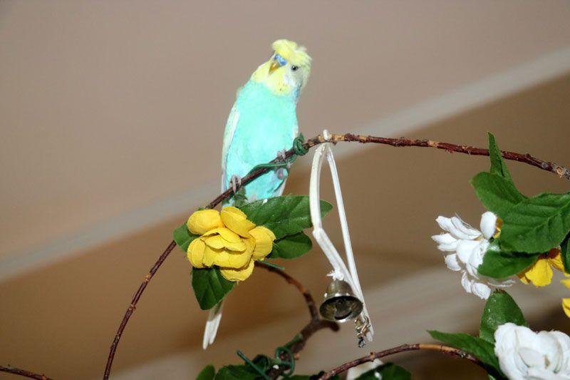 Sivas'ta kuş dile geldi PKK'ya beddua etti - Resim: 2