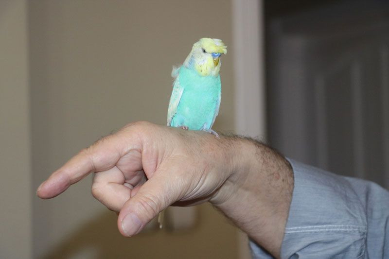 Sivas'ta kuş dile geldi PKK'ya beddua etti - Resim: 4