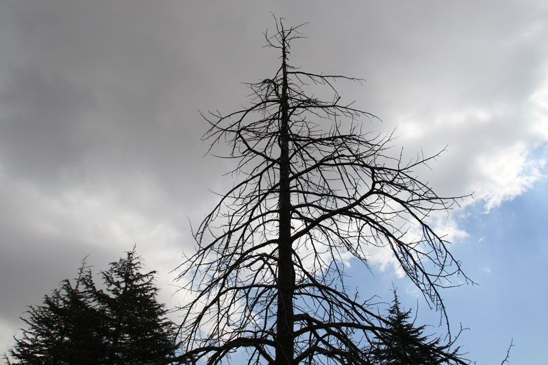 Yeni bir belamız daha oldu ilk olarak Meksika'da görüldü Avrupa'dan sonra Türkiye'ye giriş yaptı - Resim: 1