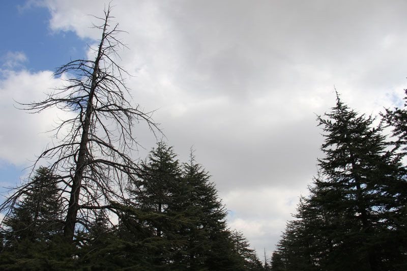 Yeni bir belamız daha oldu ilk olarak Meksika'da görüldü Avrupa'dan sonra Türkiye'ye giriş yaptı - Resim: 2