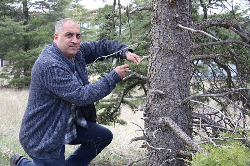 Yeni bir belamız daha oldu ilk olarak Meksika'da görüldü Avrupa'dan sonra Türkiye'ye giriş yaptı - Resim: 4