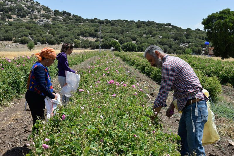 Burdur köyünde hobi olarak dikmeye başladı gramını 100 TL'den satıyor - Resim: 1