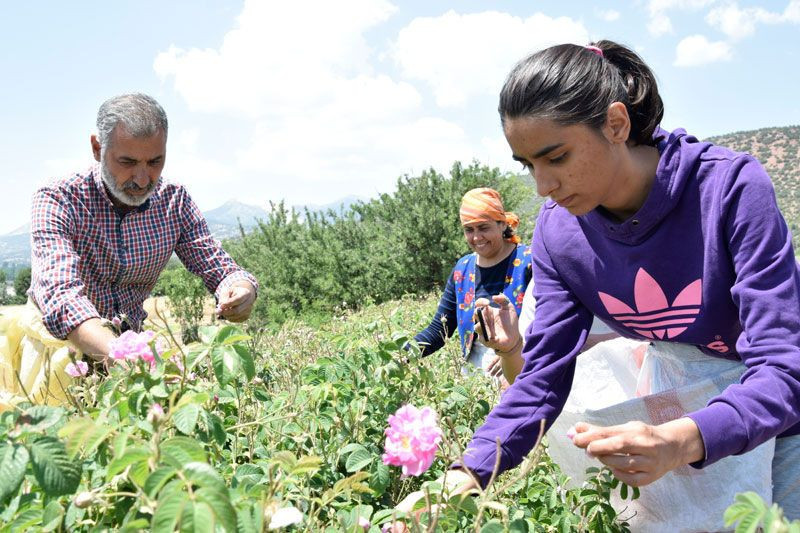 Burdur köyünde hobi olarak dikmeye başladı gramını 100 TL'den satıyor - Resim: 2
