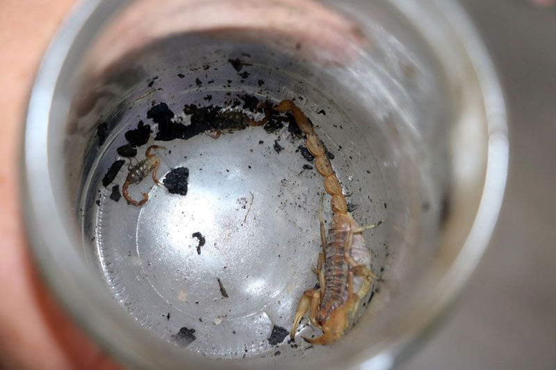 Evi akrepler bastı Yozgat Azizli köyünde Çakmak ailesi kabusu yaşadı - Resim: 3