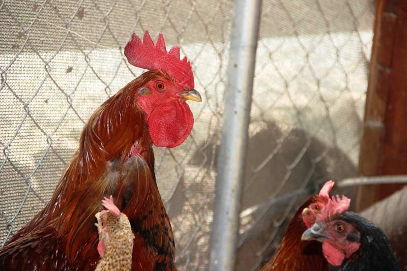 Muğla Bodrum'da yumurtlayan horoz şaşkına çevirdi yumurtası milyon değerinde - Resim: 2