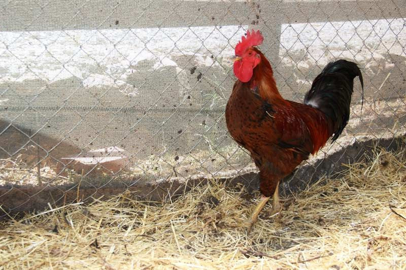 Muğla Bodrum'da yumurtlayan horoz şaşkına çevirdi yumurtası milyon değerinde - Resim: 3