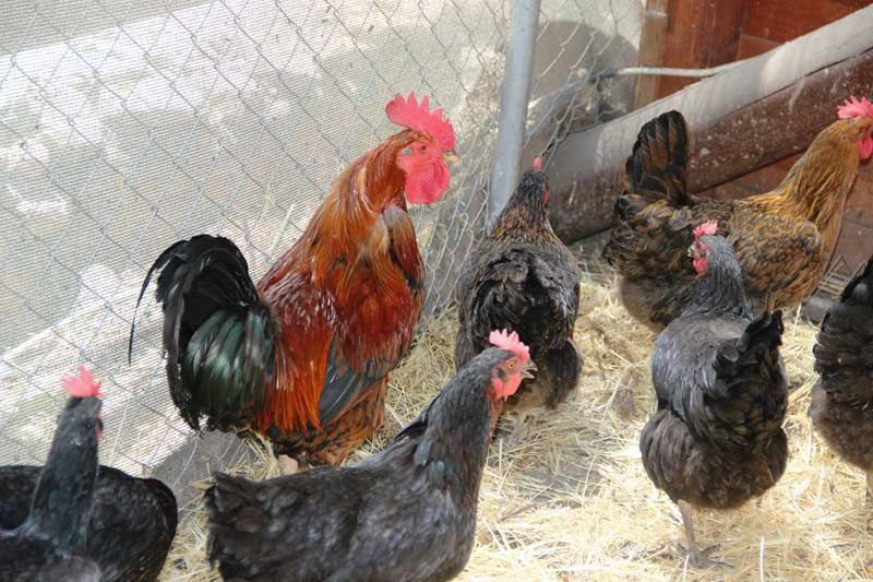 Muğla Bodrum'da yumurtlayan horoz şaşkına çevirdi yumurtası milyon değerinde - Resim: 4