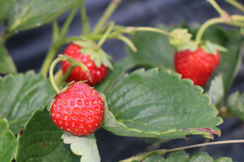 Samsun'da hobi olarak başladı asıl mesleğini solladı bin metrekareden 50 bin TL kazandı - Resim: 2