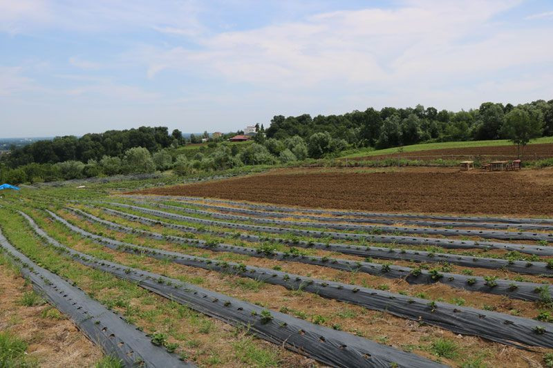 Samsun'da hobi olarak başladı asıl mesleğini solladı bin metrekareden 50 bin TL kazandı - Resim: 3