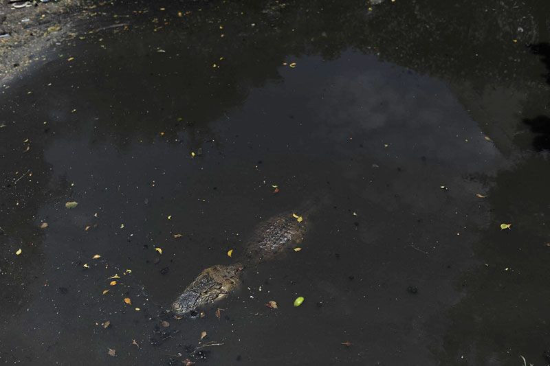Çocuklar timsahlarla dolu simsiyah suda yüzüyorlar ürküten fotoğraflar - Resim: 3