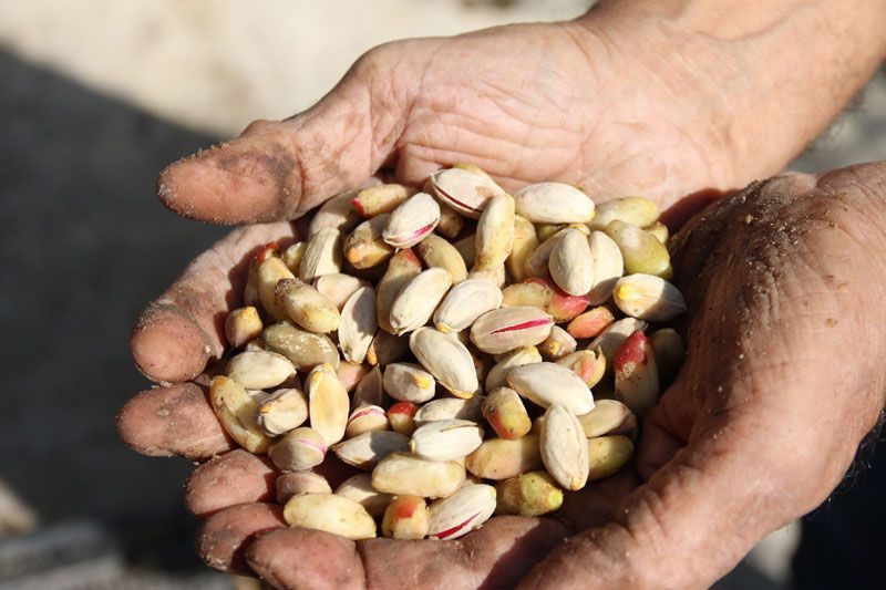 Eskişehir'de bahçesine öylesine dikti 'olmaz' dediler ama oldu şimdi ticaretine hazırlanıyor - Resim: 2