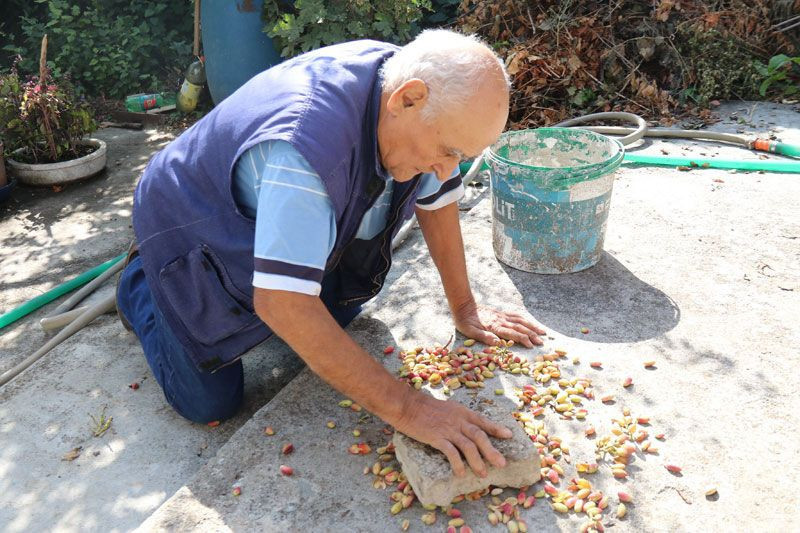 Eskişehir'de bahçesine öylesine dikti 'olmaz' dediler ama oldu şimdi ticaretine hazırlanıyor - Resim: 3