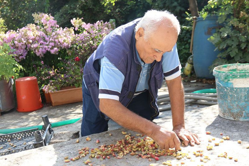 Eskişehir'de bahçesine öylesine dikti 'olmaz' dediler ama oldu şimdi ticaretine hazırlanıyor - Resim: 4