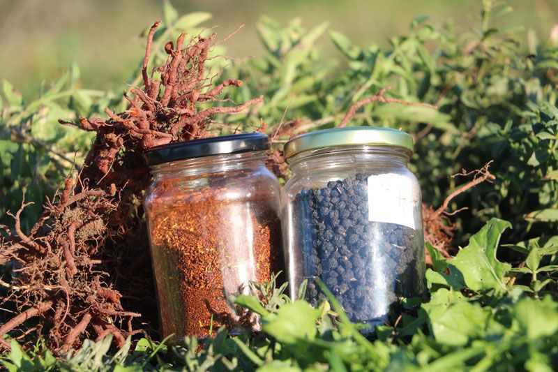 Formülü padişah fermanıyla yasaklanmıştı yıllar sonra Edirne’de hayat bulmaya başladı - Resim: 2