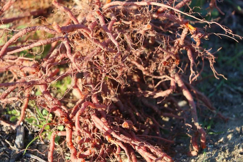 Formülü padişah fermanıyla yasaklanmıştı yıllar sonra Edirne’de hayat bulmaya başladı - Resim: 3