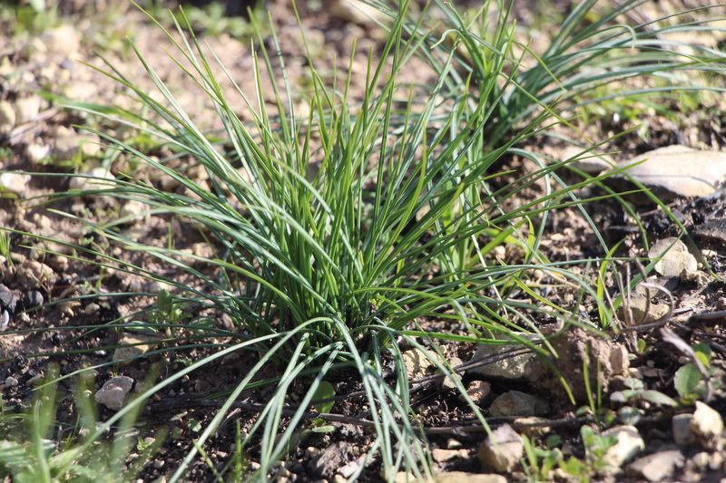Kilosu 90 bin TL'ye satılıyor! Japonya ABD Çin'den Hatay'a sipariş yağıyor: Bir kere ekiyoruz, 3 yıl tarlada kalıyor - Resim: 2
