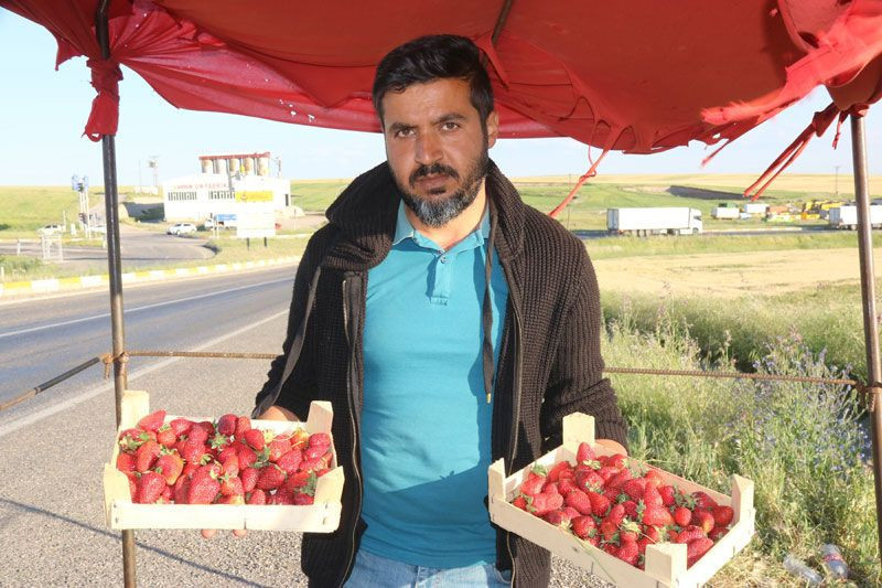 Çalıştığı marketi bıraktı çilek işine girdi yılda 800 bin lira kazanıyor - Resim: 2