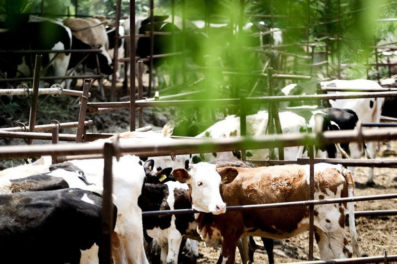 Antalya'da altınını satıp bu işe girdi 5 milyon liralık servet edindi eşi ilk başta gülmüş - Resim: 4