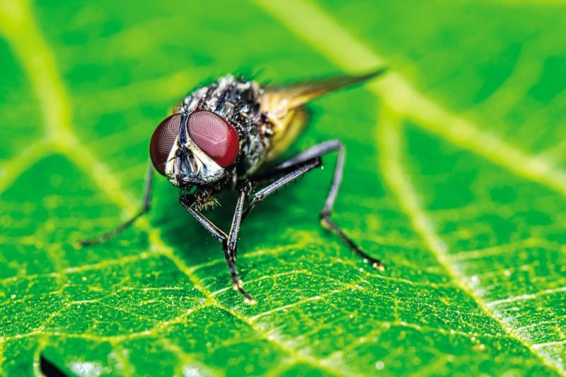 'Zombi sinek' tüyler ürpertti! Böylesi ne duyuldu ne görüldü bilim insanları şaşkın - Resim: 3