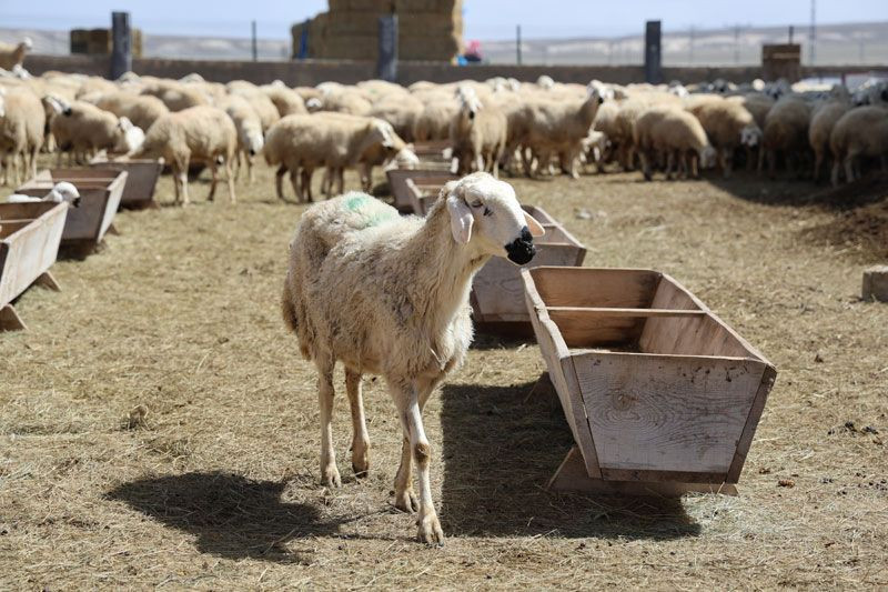 42 bin lira maaş, sigorta, dayalı döşeli ev ve karavana rağmen kimse tercih etmiyor - Resim: 4