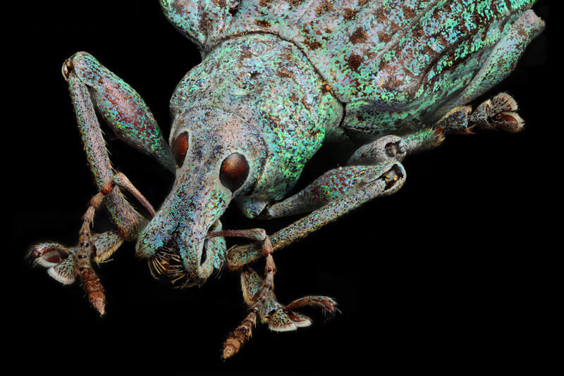O canlıyı hiç bu kadar yakından görmediniz! - Resim: 2