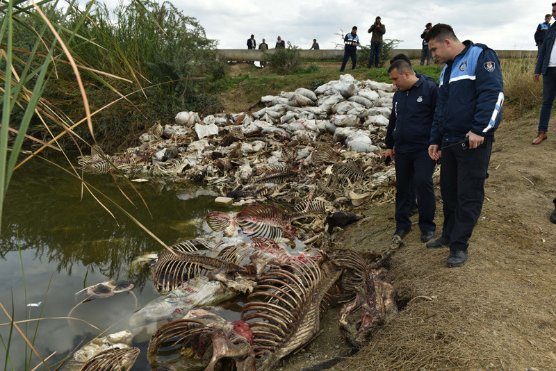 Şok görüntü! Biri kurtarıldı ama diğer at ve eşekler... - Resim: 1