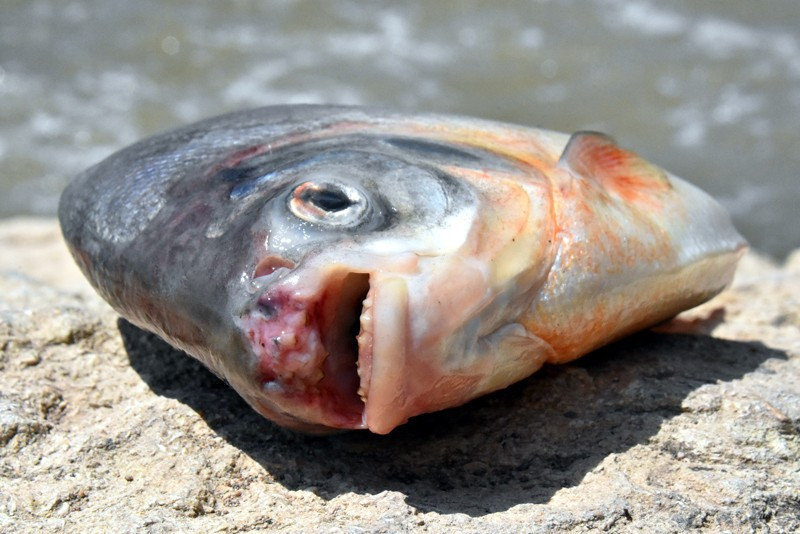 Kızılırmak'ta pirana dehşeti! 10 dakika boğuştu - Resim: 4
