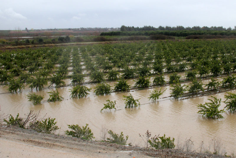Adana felaketi yaşıyor! Çiftçilerin durumu çok vahim - Resim: 4