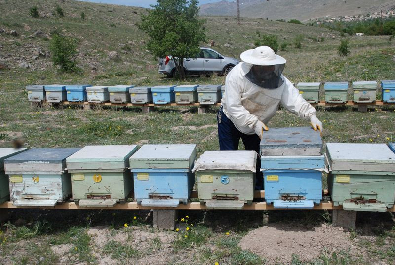 Arı sütünün faydaları arı sütünü normal sütle karıştırırsanız - Resim: 4