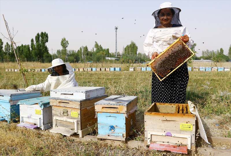 Vanlı kadın arıcılar organik bal hasadını yaptı - Resim: 2