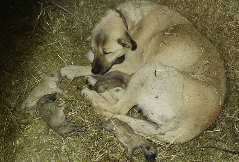 Korkunç manzara! Ahıra girdiğinde dehşete düştü - Resim: 1