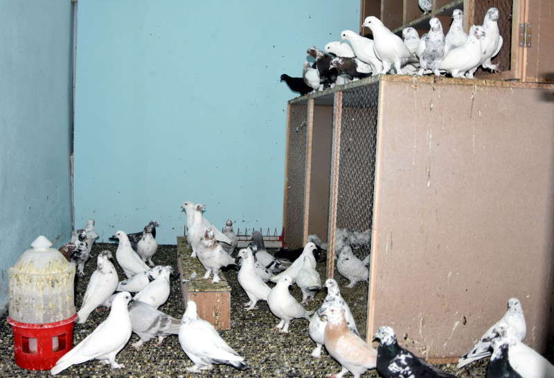 10 yaşındayken hobi olarak başladı şimdi tekini 20 bin liraya satıyor - Resim: 2