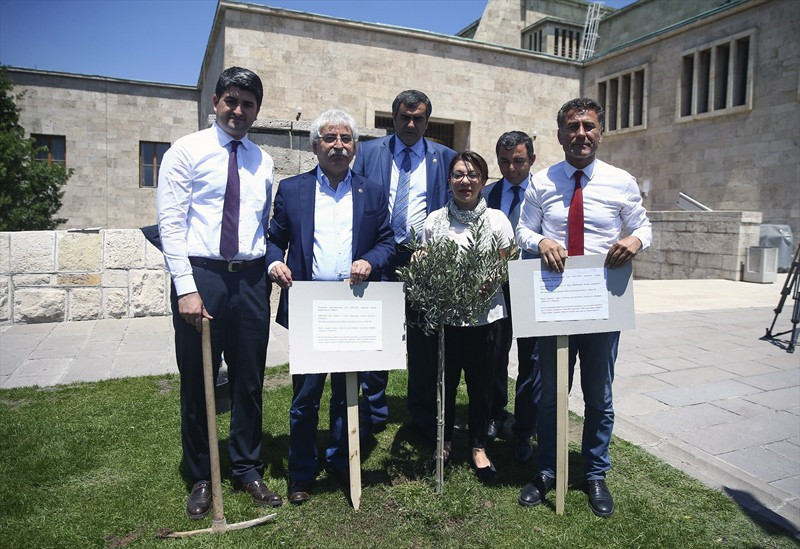 CHP'liler Meclis bahçesine zeytin ağacı dikti - Resim: 1